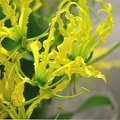 Gloriosa Rutea